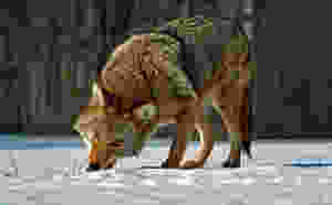 Etat-unis ,coyote, yeux clairs , bleu , animal , évolution , mammifère