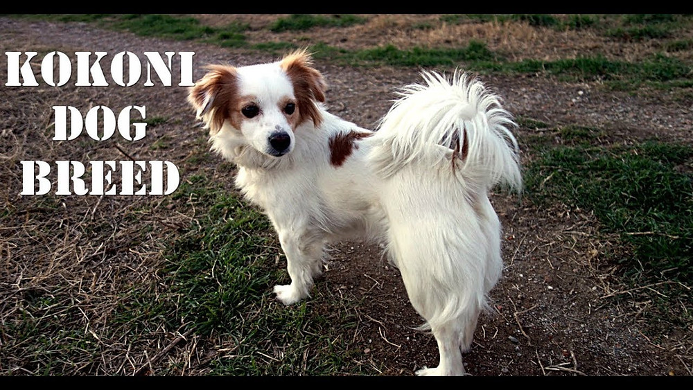 Kokoni An Ancient Greek Small Breed That Many Do Not Know
