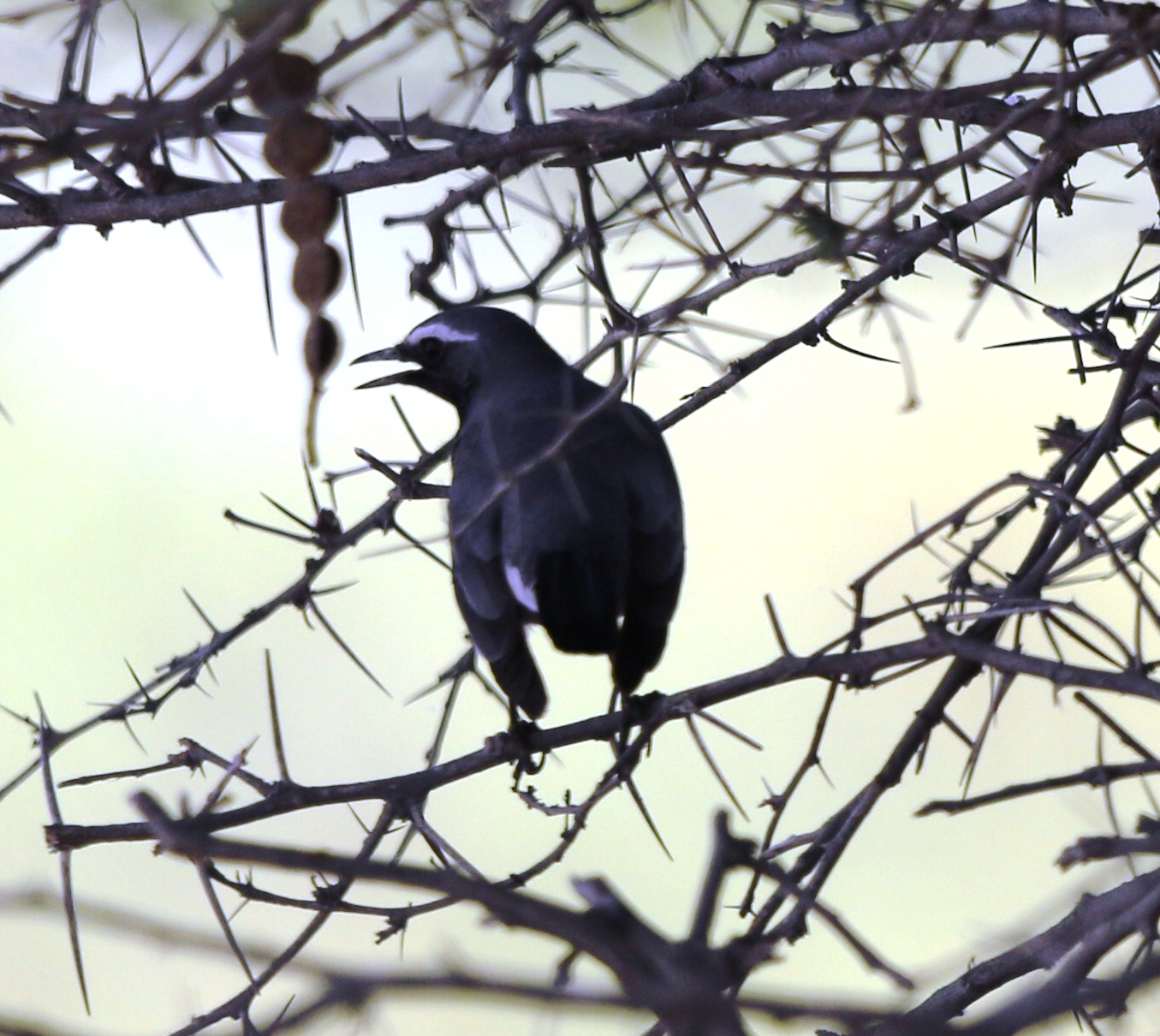 chat-robin id needed content media