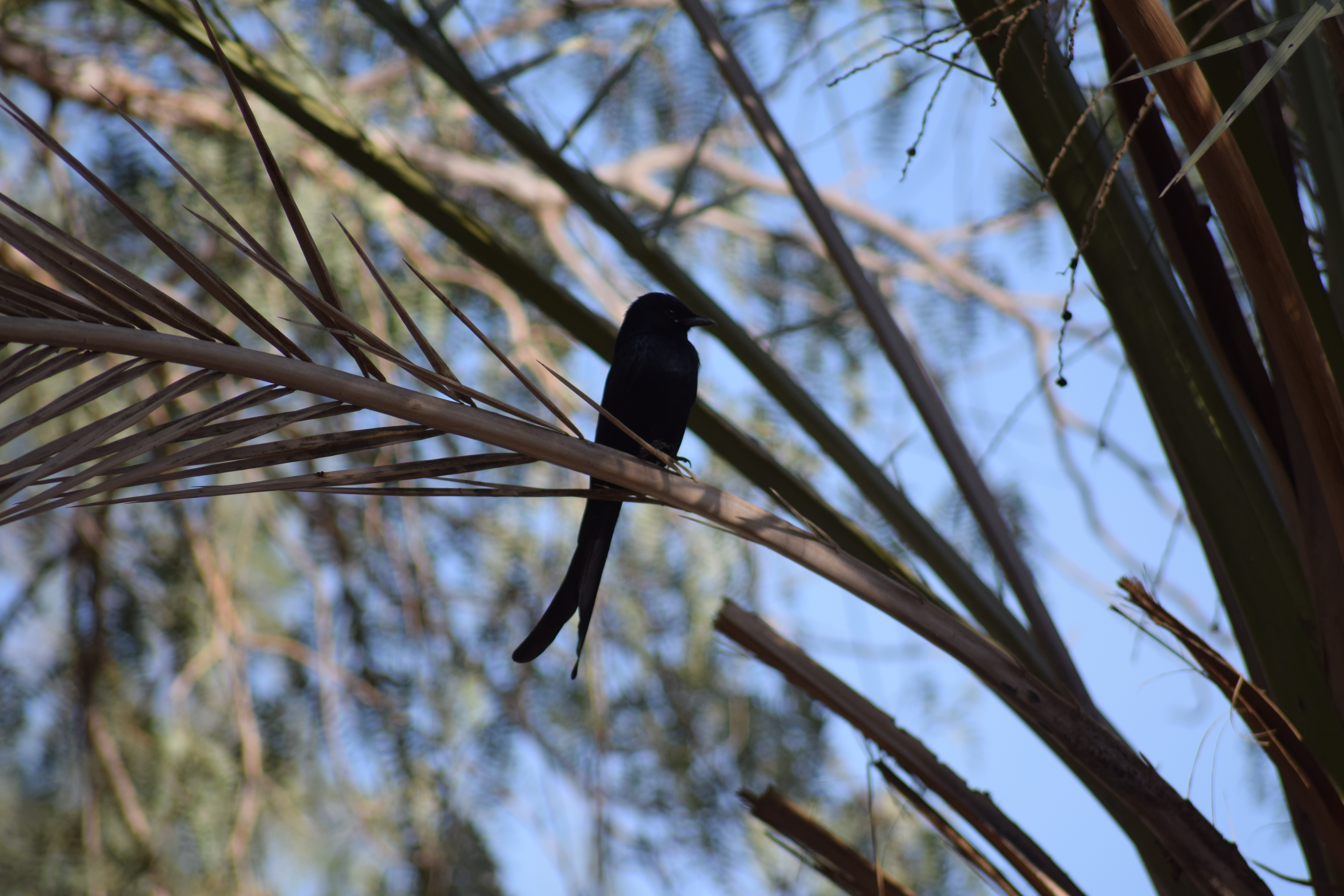 Drongo at Mushrif Park. content media