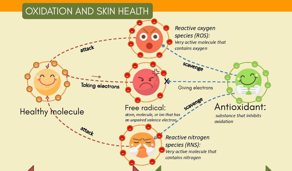[Cosmetic Ingredients 101] AntiAging cream Analysis Antioxidants