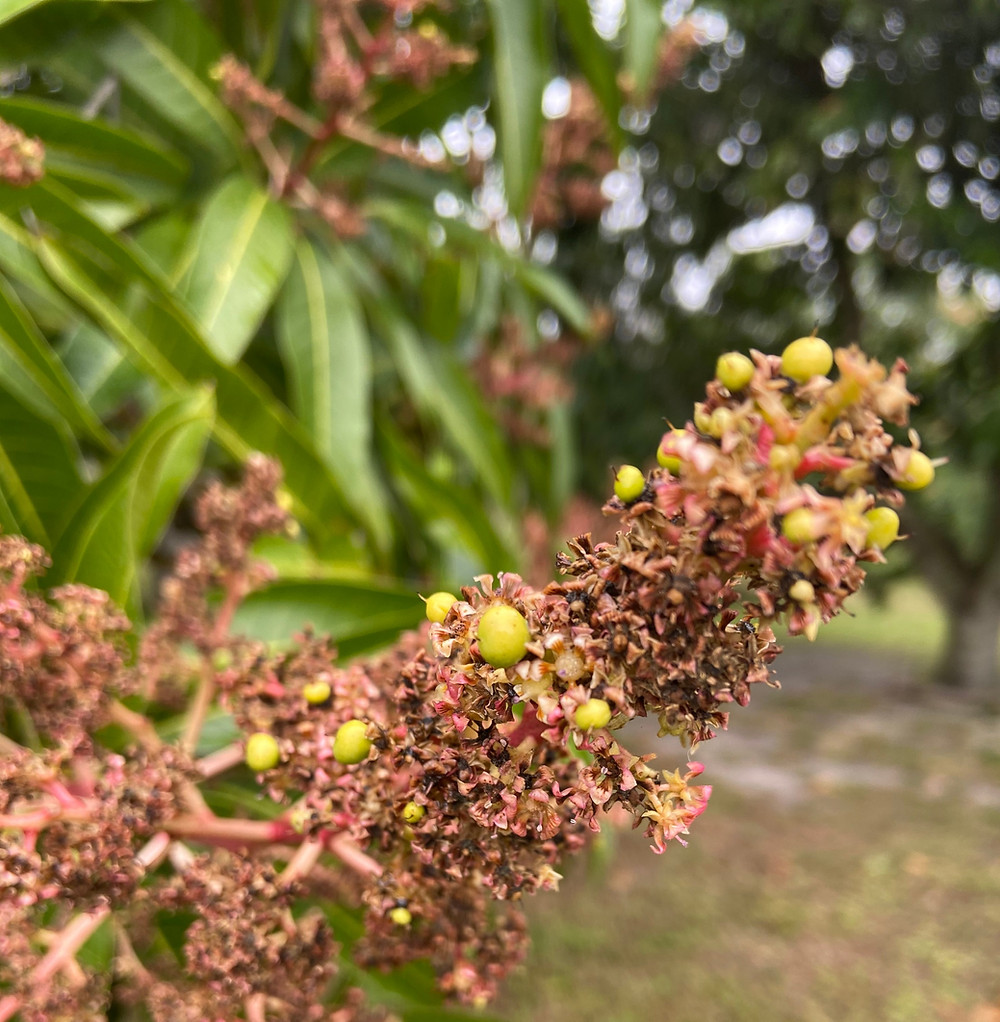 Baby Mangos