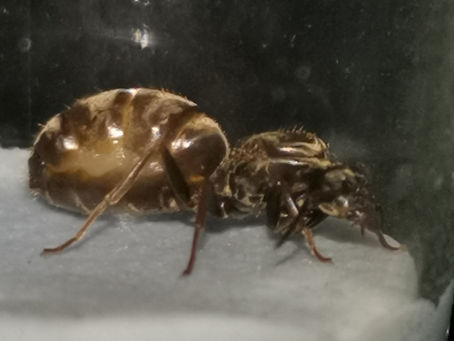 Lasius niger - Gründung 2020
