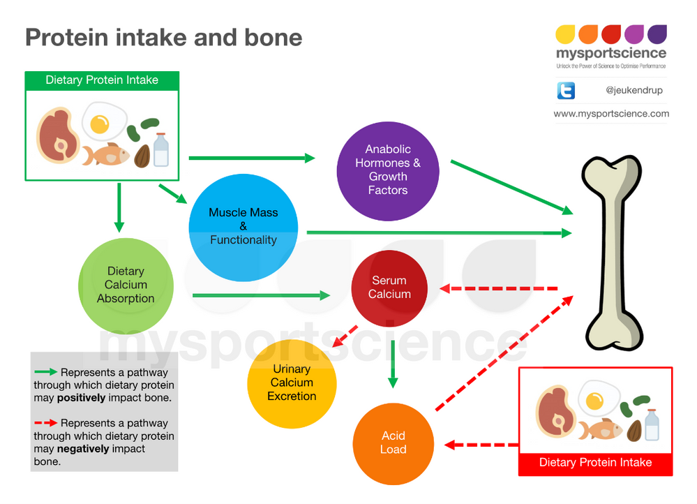 Protein A harmful or beneficial nutrient for bone?