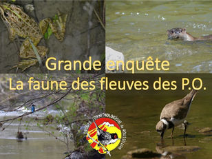 Grande enquête sur la faune des fleuves des Pyrénées-Orientales