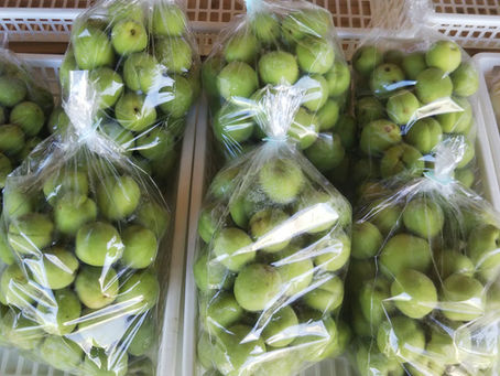 今年5回目の野菜市 6月15日