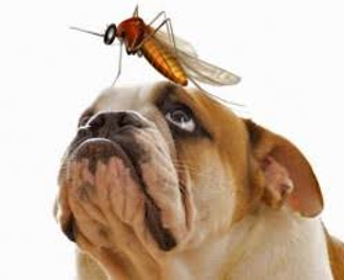 Bulldog with a mosquitto on his head