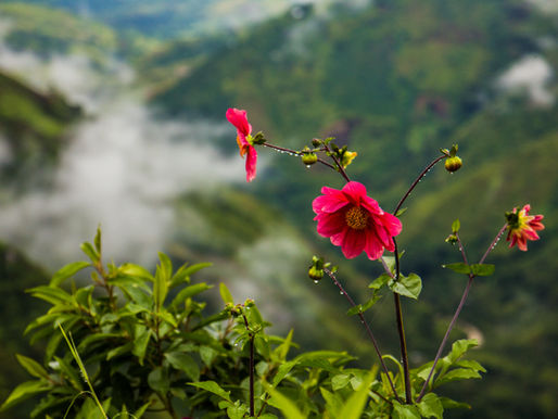 Respecto de "la flor de la abundancia"