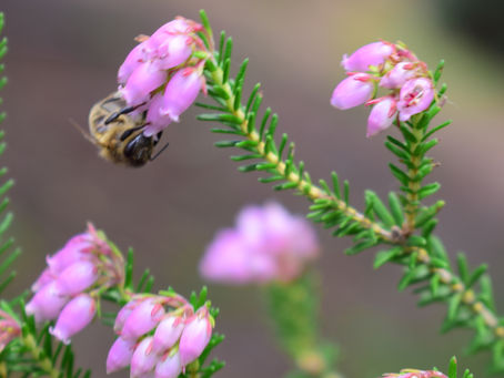 Hora del berenar. - Hora de la merienda. - Snack time