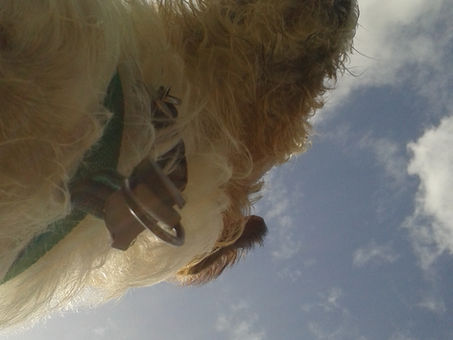 Dog Solutions.