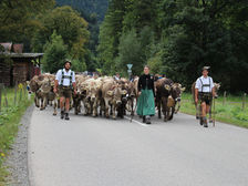 Viehscheid in Bad Hindelang