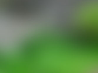 愛の花が開花