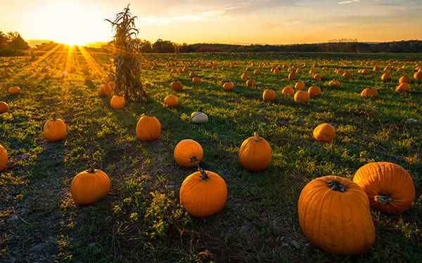 PRODUCT SOURCES | gvgo