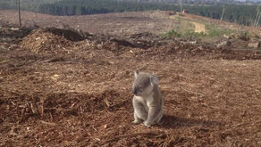 A Leader in Global Deforestation... ...Australia