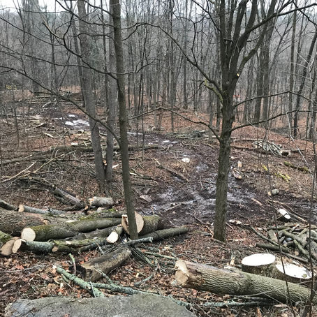 Ash being removed from Sixteen Mile Creek