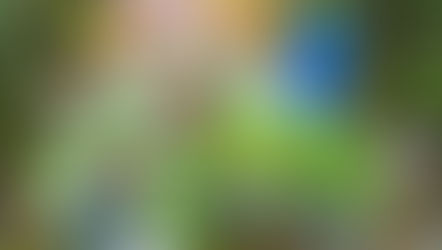 John's Gardening Diary (03/06/20)