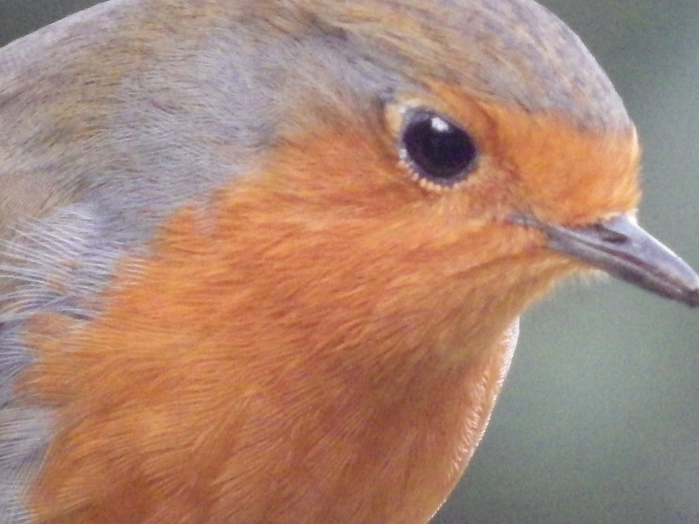 Photo of robin (Copyright C Dove 2017)