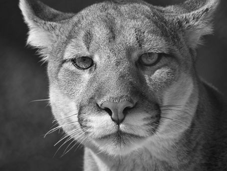 Oregon woman finds cougar in living room, telepathy helped her get it out