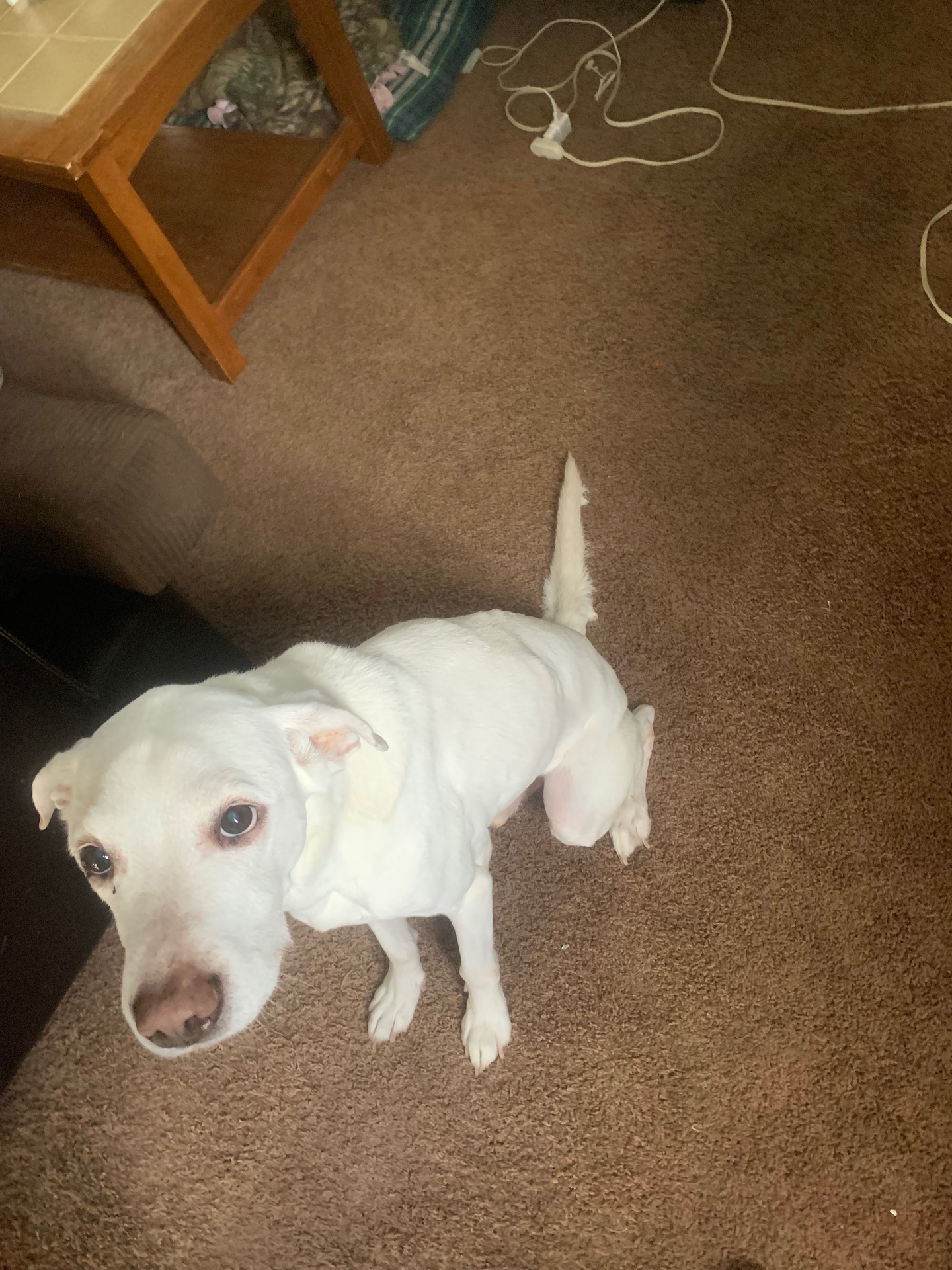 Missing dog “Ares” since last Thursday night. content media