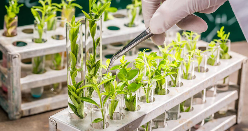 Plant Stem Cells A Magic Wand In Cosmetics?