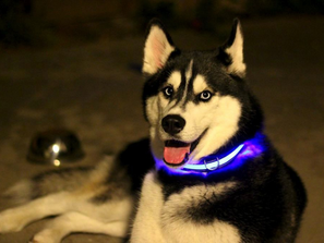 Halo Mini - High-Quality Illuminated LED Dog Collar
