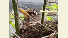 Red Robins Returning
