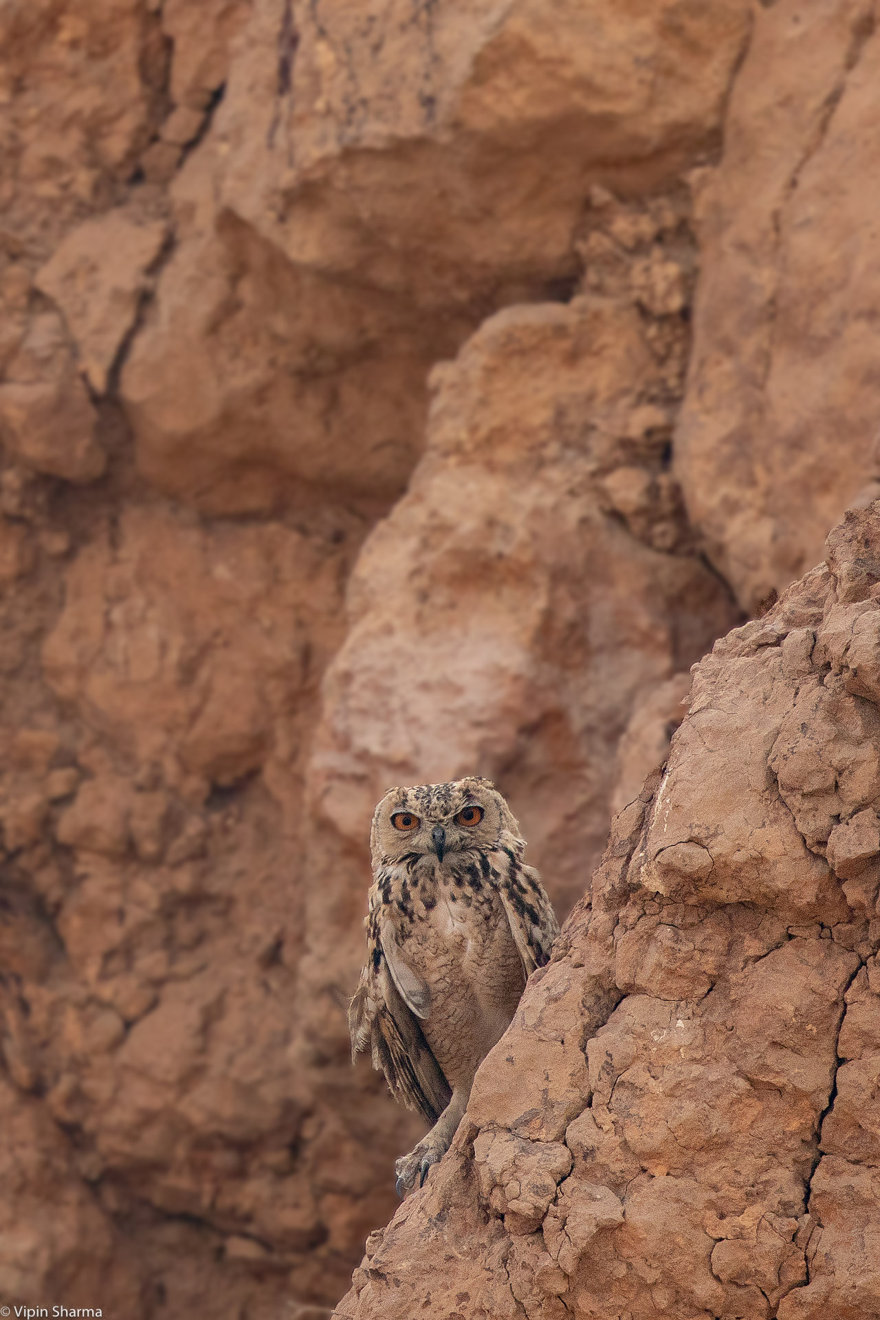 Pharaoh eagle-owl morph variation. content media