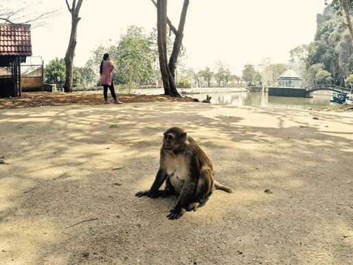 Monkey temple v Chiang Rai