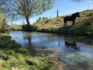 Le bonheur est dans le pré !