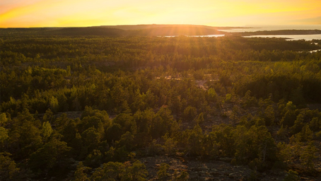 Klimatet behöver skogen