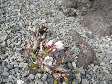 桜開花？