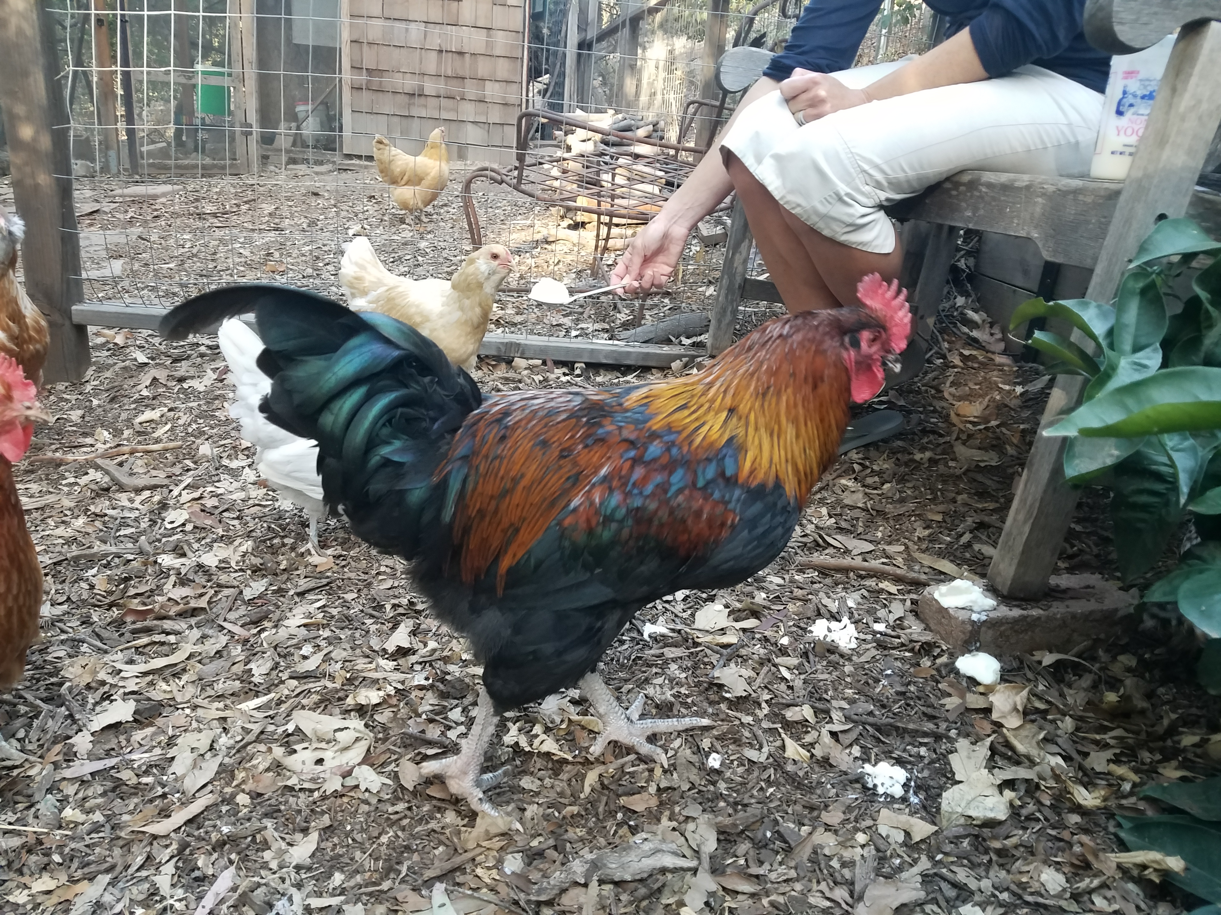 Beautiful Roo looking for a home content media