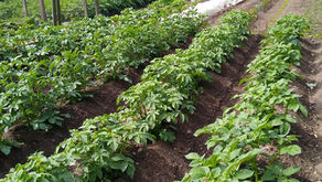 John's Gardening Diary (12/06/20)