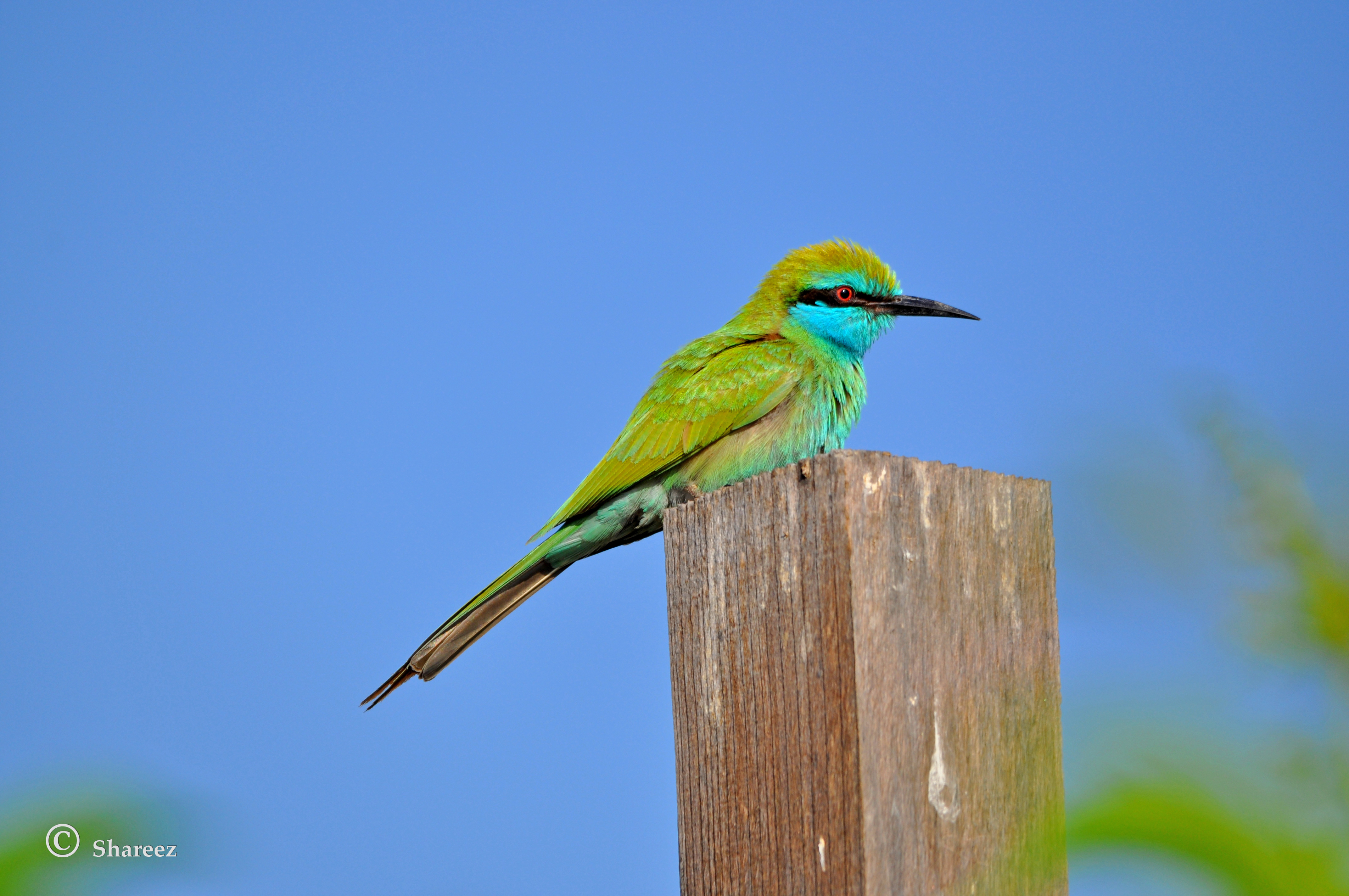 Arabian Green Bee-eater content media
