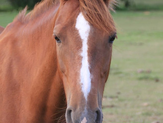 Un jour, un poney : Cocoon de la forge