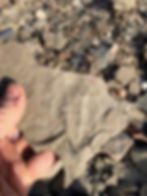 Asaphiscus wheeleri from the Wheeler Formation