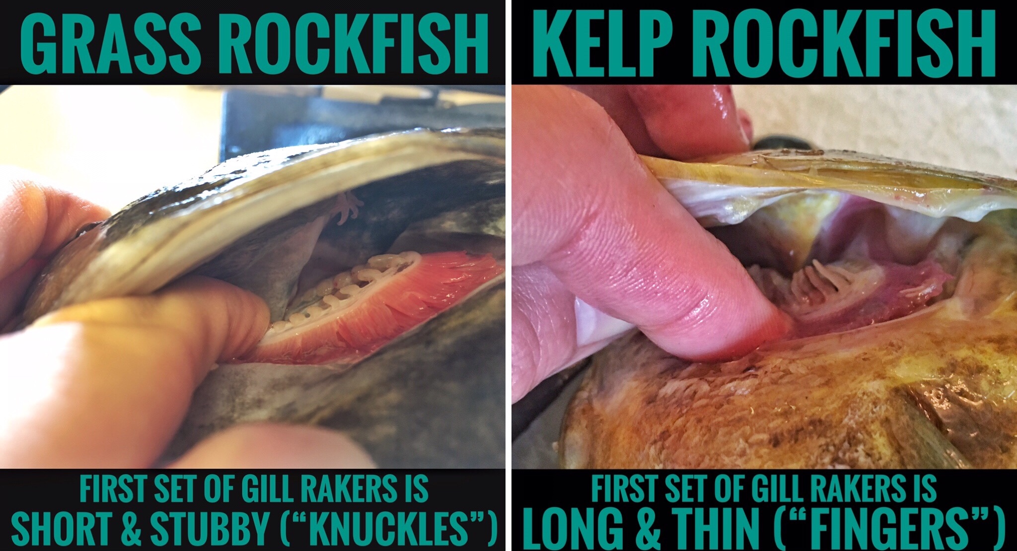 Resources for fish identification content media