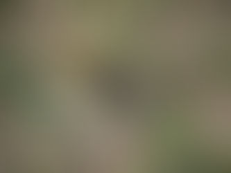 冥想日記 『識』viññānaについて、―考えることが問題―