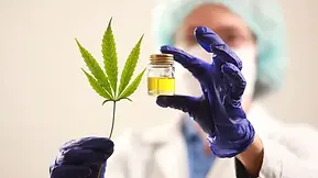 Cannabis (parte teórica) recreativa vs medicinal.