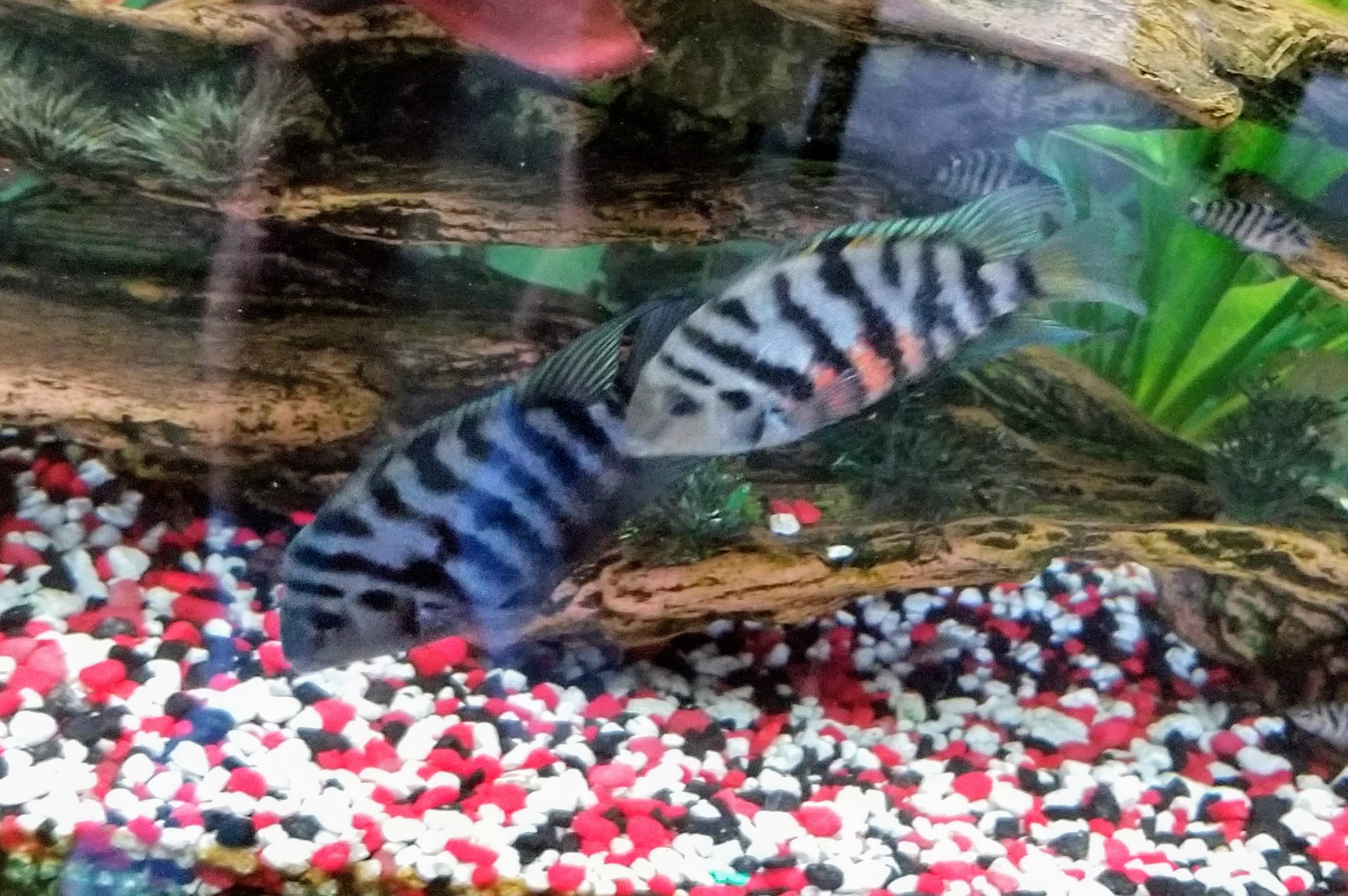 Convict Cichlids - Need Assistance content media