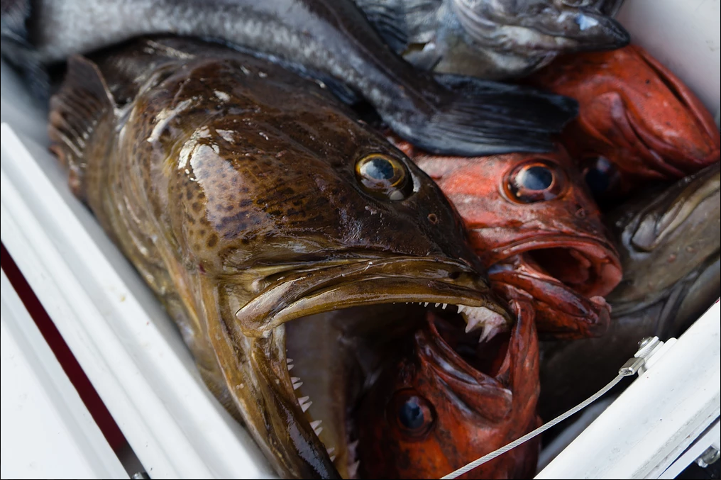 Fishy Triton 2020: Submit your fish here! content media