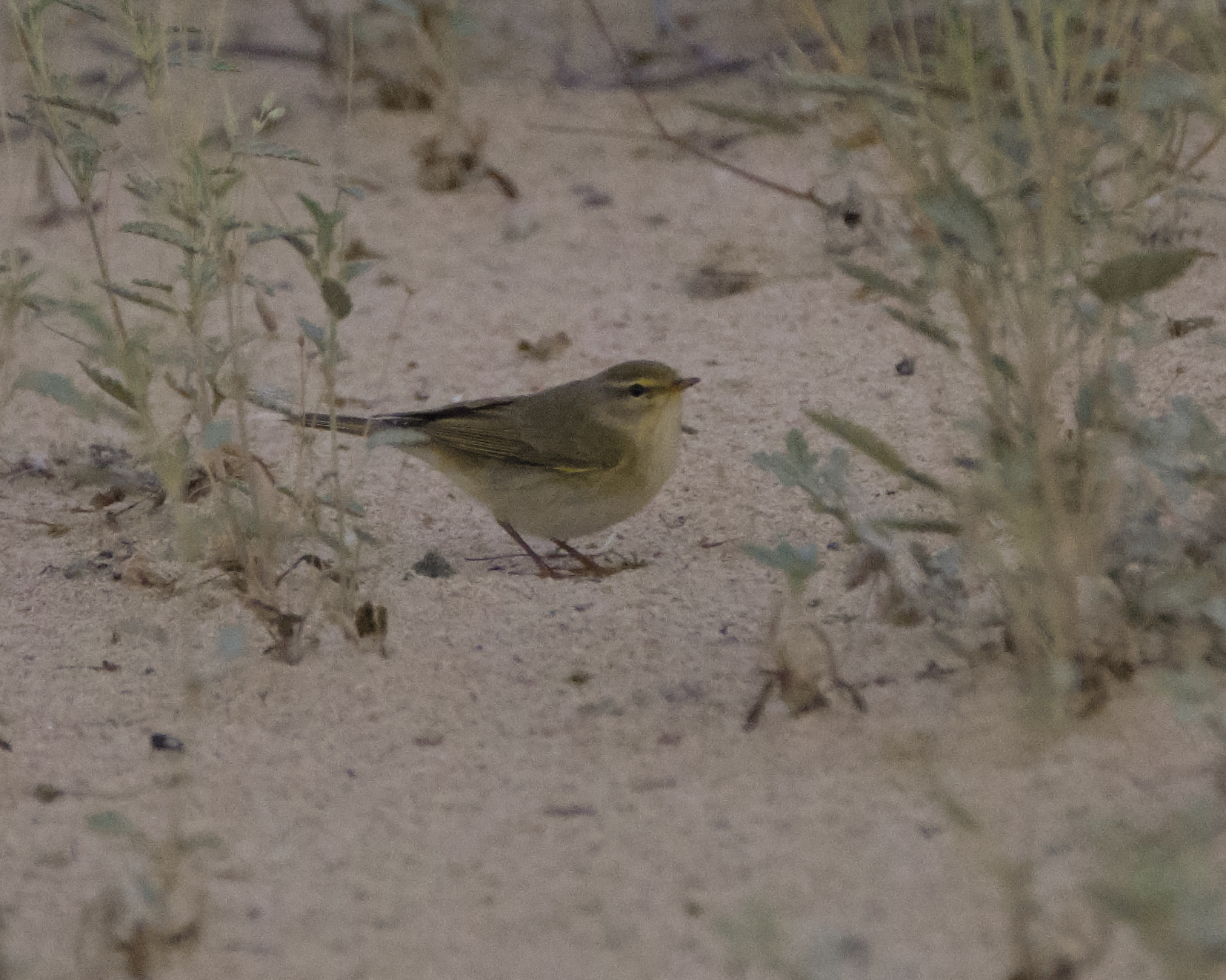 Pied Wheatear(Oenanthe pleschanka) content media