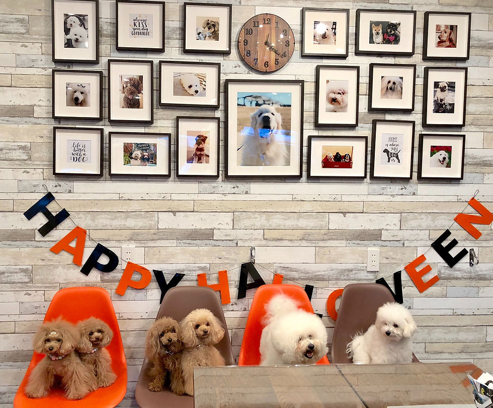 グランドオープンした
Dogtopia 横浜青葉
さんに行ってきました！
