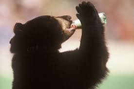 Baylor mascot drinking bottled Dr. Pepper