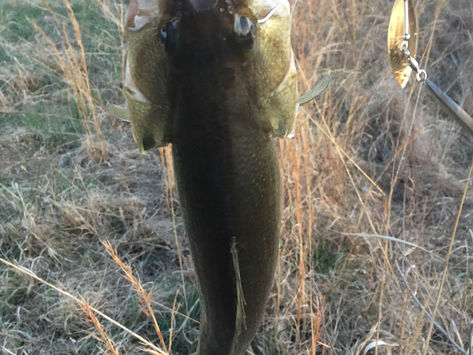 A Technique That Pond Owners Over-Look