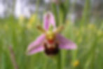 L'orchidée Abeille insolite