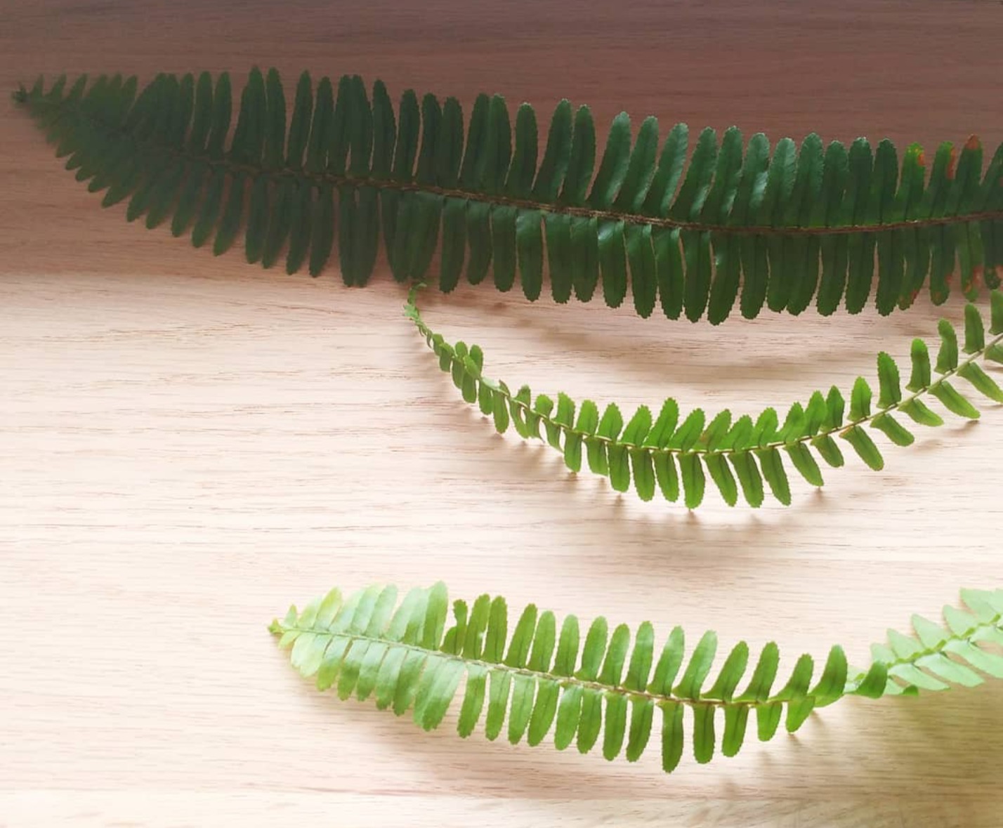 Botanicals laid out ready to transfer