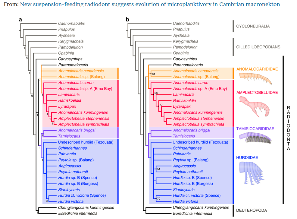 New suspension-feeding radiodont suggests evolution of microplanktivory in Cambrian macronekton content media