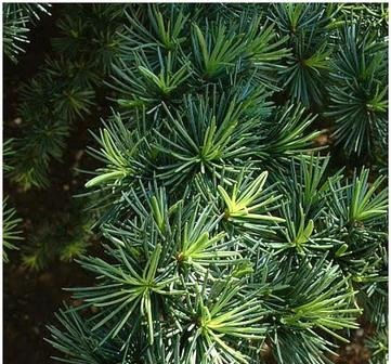 Cedar tree bristles
