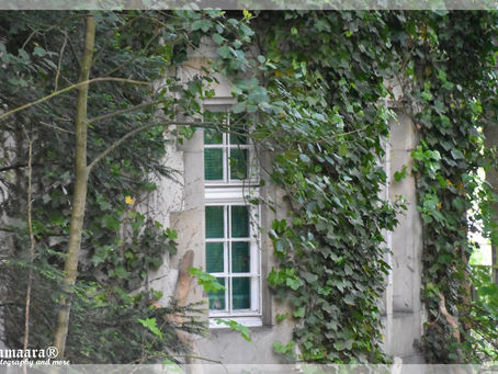 Rothunde erkunden die Braunbärenanlage